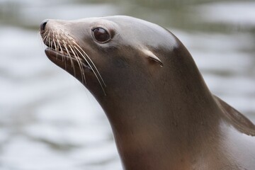 Obraz premium Closeup shot of a smooth brown seal near water