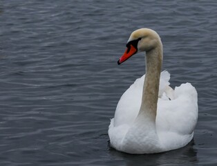 The mute swan (Cygnus olor), an adult bird with a red beak swims in the sea