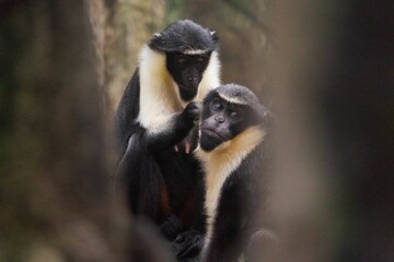 Naklejka premium two monkeys on their backs standing close to each other in the trees