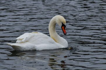 Obraz premium The mute swan (Cygnus olor), an adult bird with a red beak swims in the sea