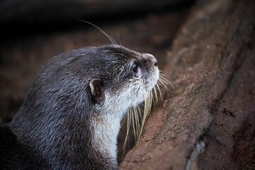 a close up of a small otter looking at something on the ground