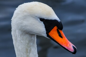 Obraz premium The mute swan (Cygnus olor), an adult bird with a red beak swims in the sea