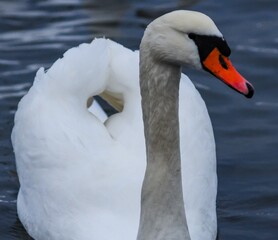 Adult bird mute swan (Cygnus olor), old bird with a red beak swims in the sea