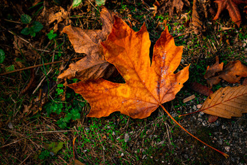 autumn leaves on the ground