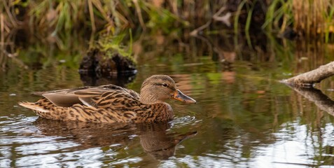 Closeup shot of a brown mallard duck swimming in a pond