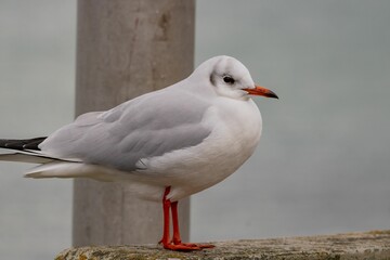 Closeup shot of a seagull