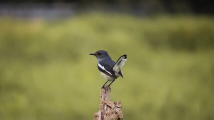 blackbird, Duel bird, The black bird perches on the branch, its feathers shimmering in the...