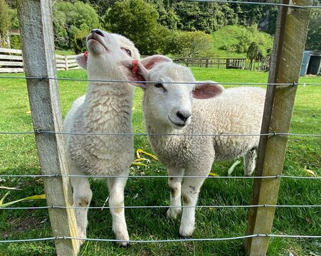 Closeup shot of two small white domestic sheep standing behind a fence on a field