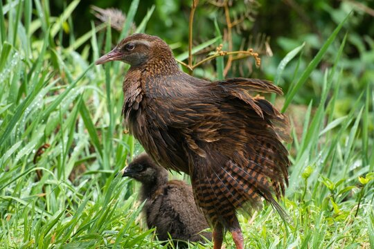 Mother weka bird and its baby bird perched on a grassy field
