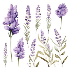 Set of watercolor drawing of lavender flowers and leaves isolated on white background in various shapes and designs