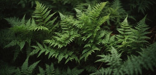 A Lush Green Oasis: A Close-Up of a Vibrant Plant with Abundant Leaves - obrazy, fototapety, plakaty