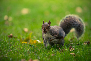 squirrel in the park