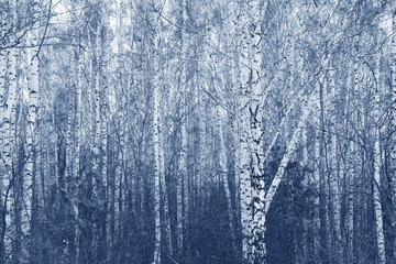 Black and white birch trees with birch bark