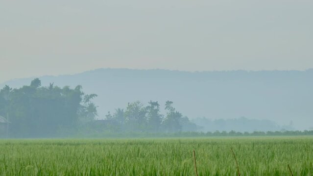 The dewy and misty morning atmosphere of Jember Indonesia's rural rice fields with trees and hills in the background.