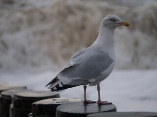 Gull on a Groyne