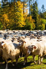Fototapeta premium Traditional sheep pasture in Pieniny mountains in Poland. Last days of sheep grazing in autumn