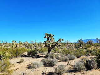 Yucca brevifolia Engelm. The Joshua tree of the desert in Mojave, Nevada. Perennial evergreen monoecious plant.