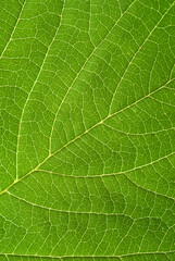 Green leaf