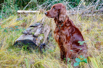 With its shiny fur, an Irish Setter sits in the brightly colored grass of the autumn forest and...