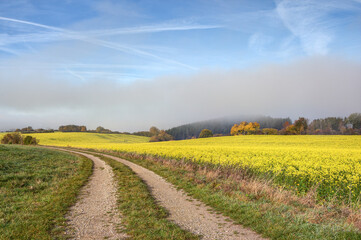 The path leads idyllically above the village of Mühlhausen past a hilly field with yellow-flowering winter rapeseed, over which the last clouds of morning fog still lie.