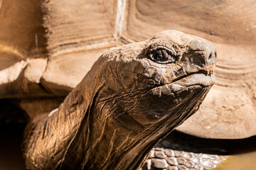 A turtle in Europe's largest turtle sanctuary, Corsica, France, A Cupulatta
