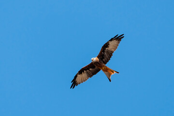 Portrait of a red kite (milvus milvus) with spread wings flying in the blue sky