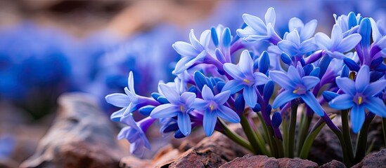 A photo of desert hyacinth flowers also known as blue dick up close and with great attention to detail taken at Tonto Natural Bridge State Park in Arizona - obrazy, fototapety, plakaty