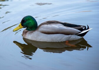Beautiful mallard duck swims in a tranquil body of water illuminated by a warm light