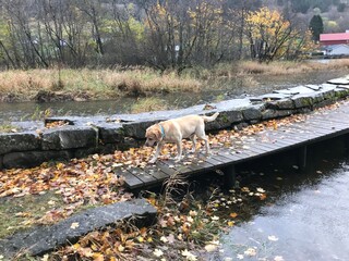 autumn in the forest