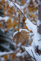 snow covered pine tree
