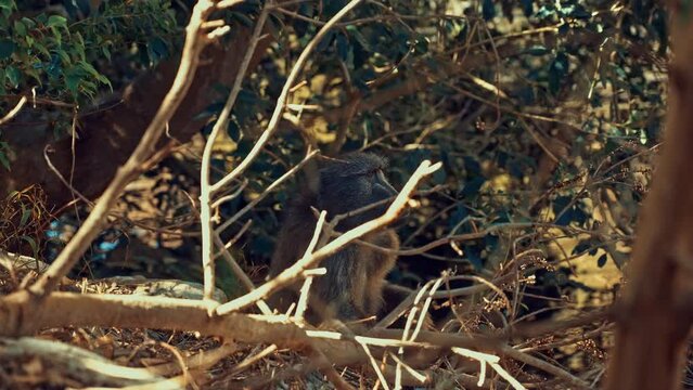 Baboon sitting in the bush, South Africa