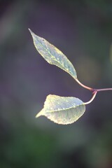 autumn leafs on brench on bush