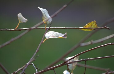 autumn tree branch without leafs