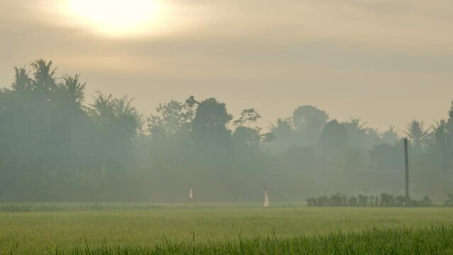 Panning shot the dewy morning atmosphere of Jember Indonesia's rural rice fields with bird repellent hanging and trees and birds passing by in the background