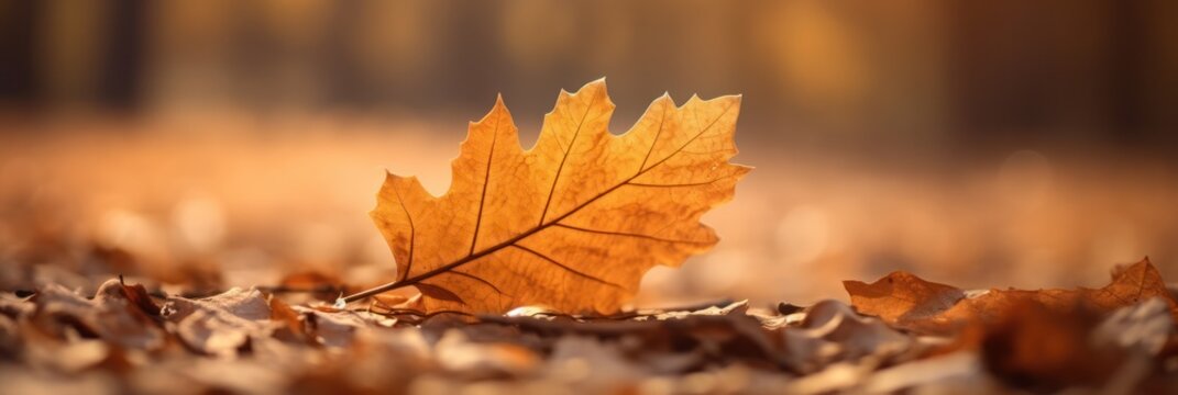 Golden autumn close-up of a maple leaf on forest ground, soft sunlight with a bokeh background