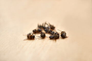 Dead bees on the body of the hive. A plague of bees due to environmental problem