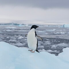 Obraz premium Adorable penguin perched atop a glistening iceberg in a tranquil ocean setting
