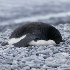 Fototapeta premium Cute, Antarctic penguin perched on the jagged rocks at a beach shoreline