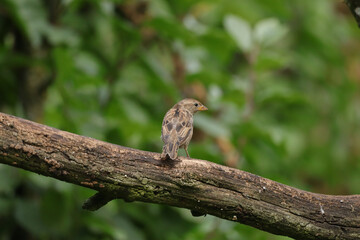 Moineau domestique (Passer domesticus)
Passer domesticus in its natural element
