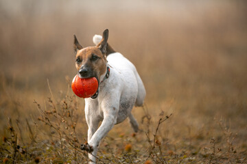 jack russell terrier running in the field - obrazy, fototapety, plakaty