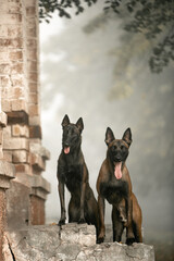 beautiful Belgian Shepherd Malinois in urban locations in autumn