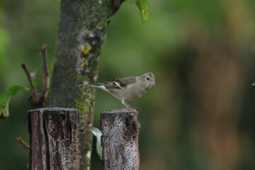 Pinson des arbres (Fringilla coelebs)
Fringilla coelebs in its natural element
