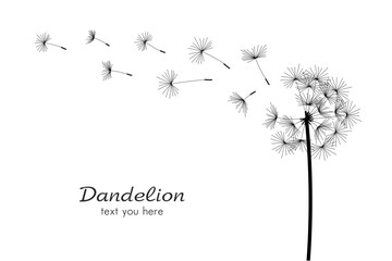 One dandelions blowing in the wind. isolated on white background
