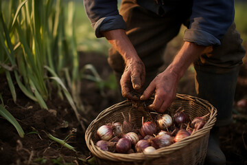 Agricultor recolectando cebollas
