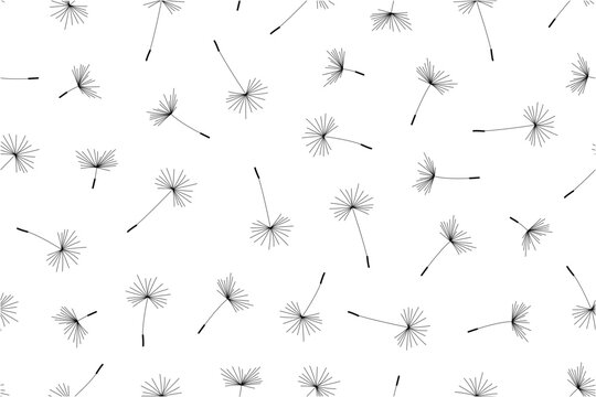 Dandelion flower pattern. Floral seamless vector background. isolated on white background