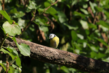 Mésange bleue (Cyanistes caeruleus)
Cyanistes caeruleus in its natural element
