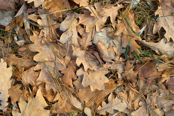 Autumn fallen oak leaves texture.