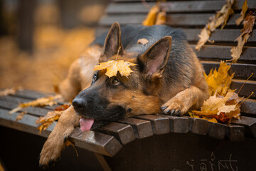 beautiful german shepherds in autumn park with yellow leaves