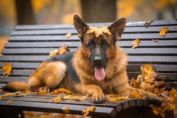 beautiful german shepherds in autumn park with yellow leaves