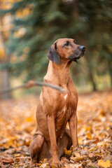 Ridgeback dog in the autumn park